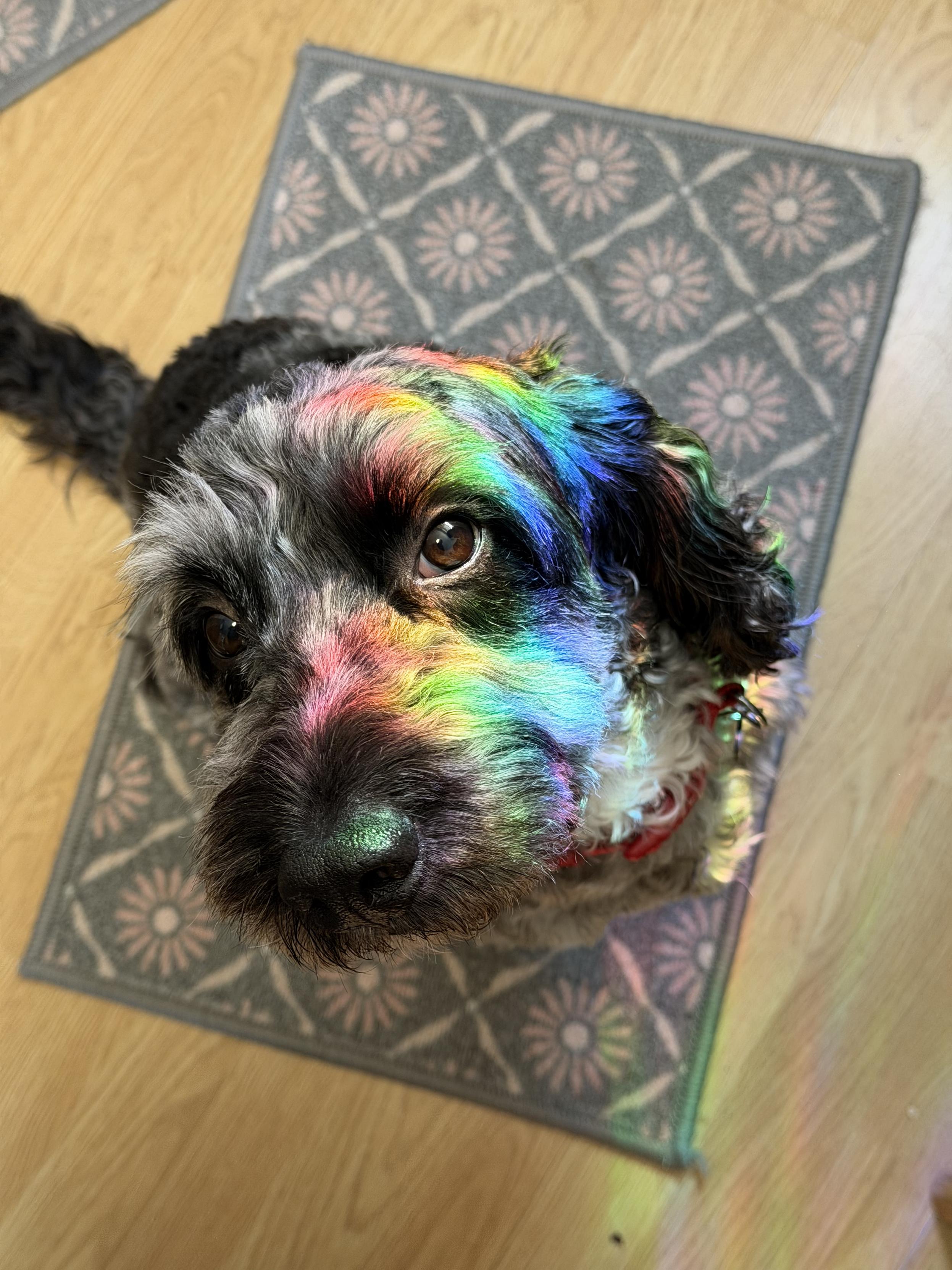 A black and white dog is sat looking up towards the camera, his fur is coloured in the spectrum of light like a rainbow from light coming in through a window. He is very cute.